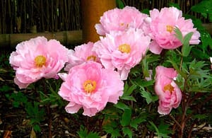 Planting-Peony-in-Spring