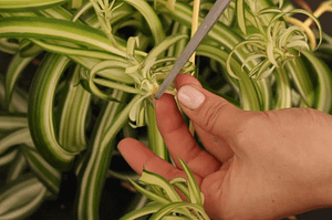baby spider plant