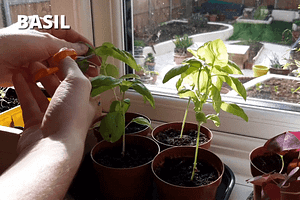 Growing basil indoors in winter