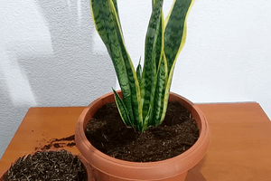 How to Repot Snake Plant