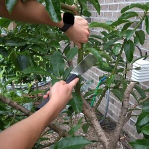 pruning avocado tree fi