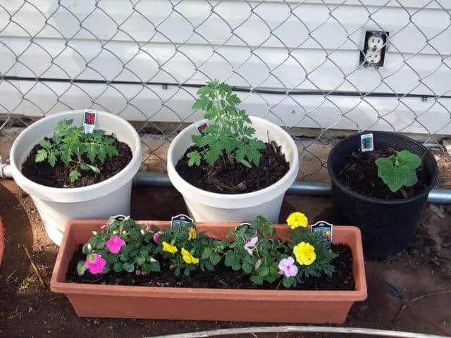 How To Protect Your Container Garden From Animals