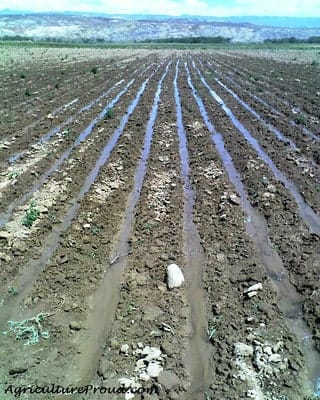furrows irrigation