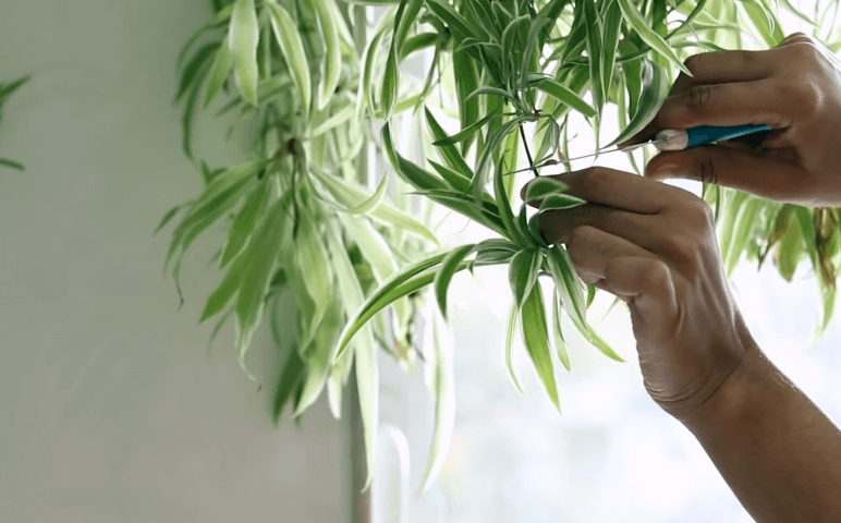 How to prune a spider plant