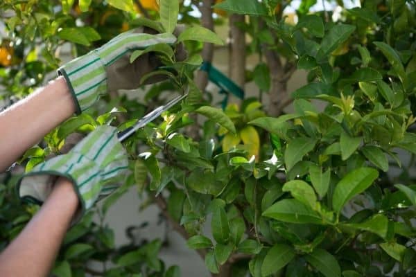 Consider these precautions before pruning