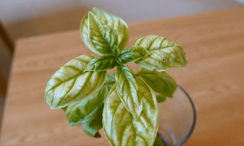 Basil leaves turning brown