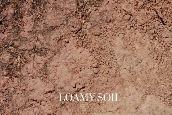 loamy soil