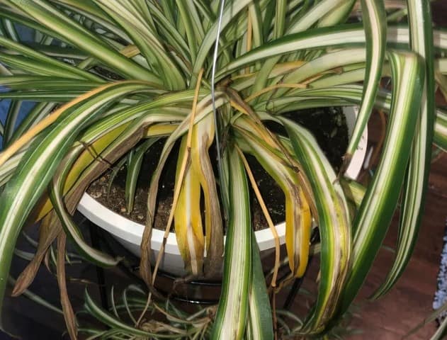 spider plant leaves turning into brown