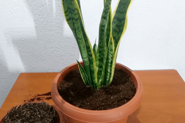 Repotting snake plant