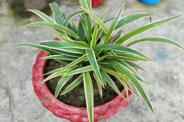 spider plant with soaked soil