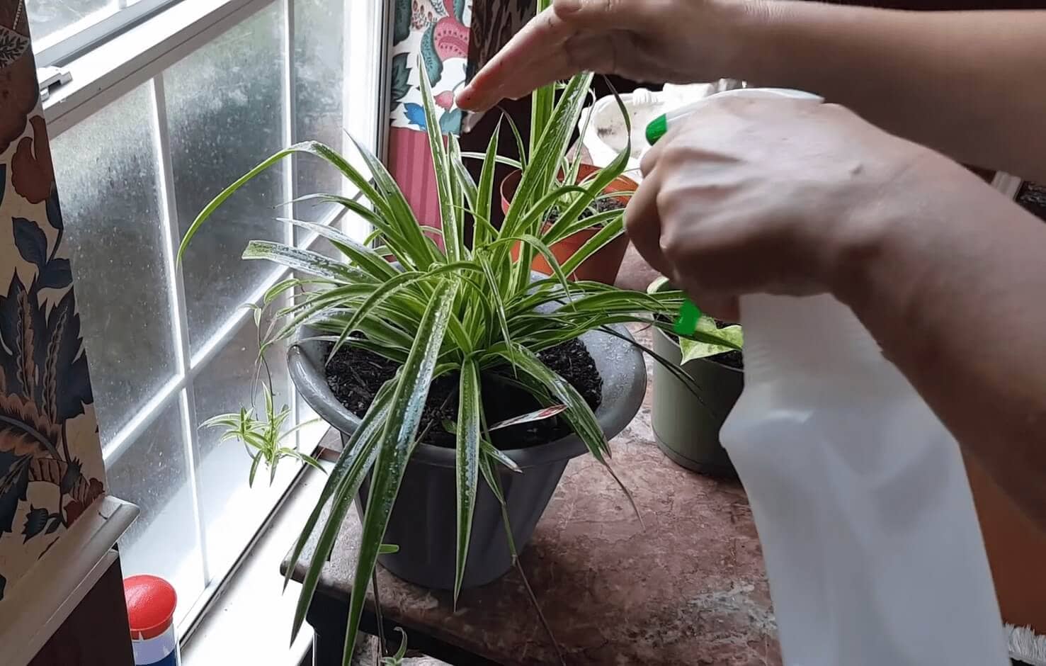 How to revive overwatered spider plant