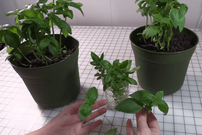 Harvest basil for regrowth