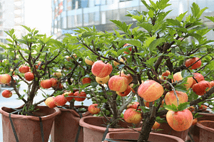 Grow an Apple Tree Indoors