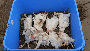 Make Compost with Dead Animals