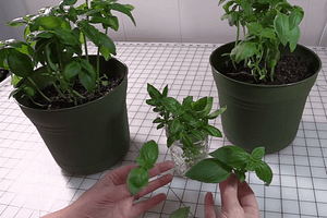 Best way to harvest basil for regrowth