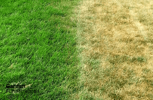 How to Kill Grass with Compost