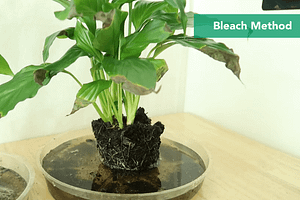Can I Clean My Spider Plant Roots in Bleach