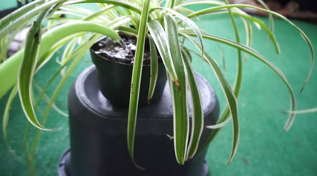 watering in spider plant