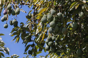 Avocado tree bear fruit
