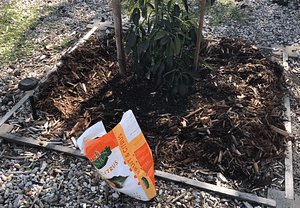 Fertilize Avocado tree