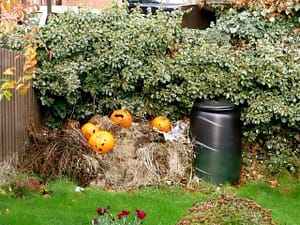 Compost Decorative Pumpkins