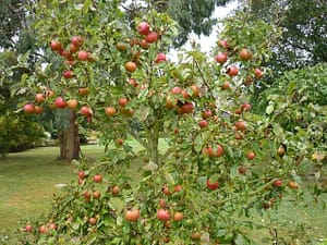 time to plant an apple tree