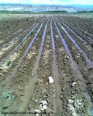 furrows irrigation