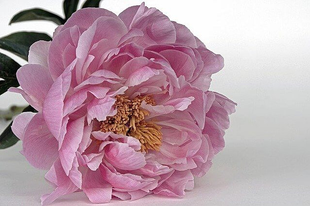 How Long do Peonies Take to Bloom