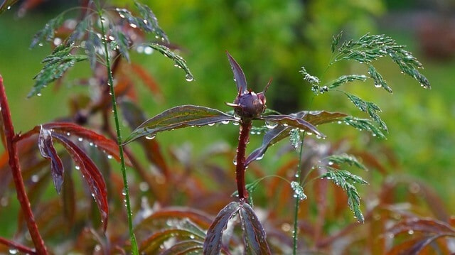 Will Heavy Rain Damage Peony Plants