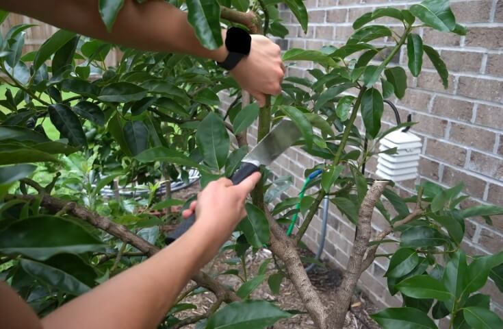 pruning avocado tree