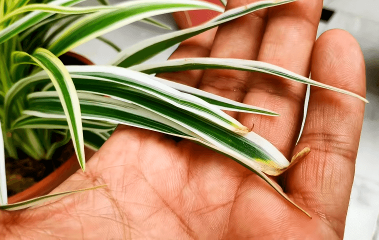 spider plant leaves turning brown in the middle