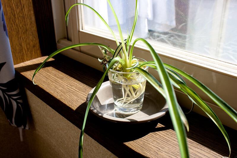 spider plant in water