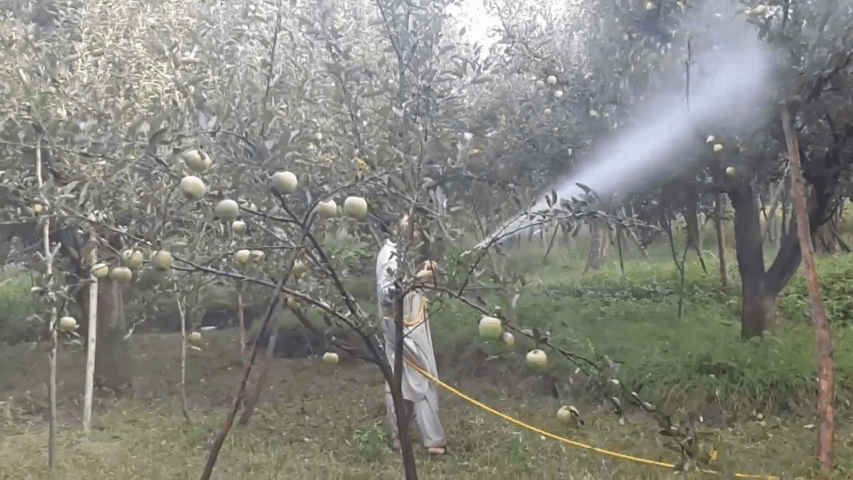 When should I spray my apple tree