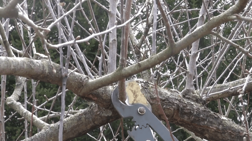 How to prune an overgrown apple tree