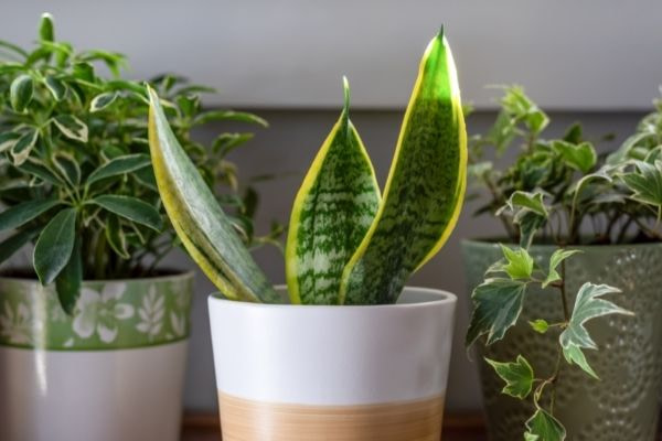 Some Common Snake Plant Problems and Diseases
