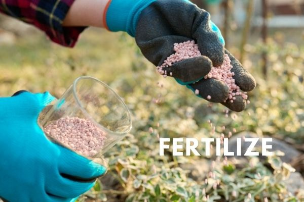 Fertilize