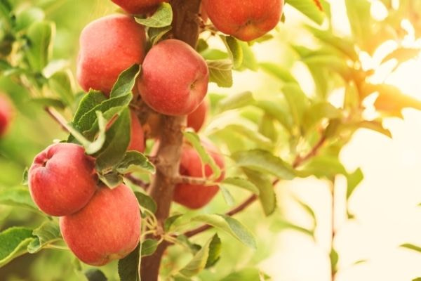 best time to plant an apple tree