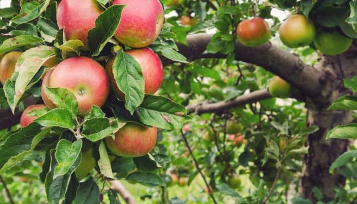 How to Grow Honeycrisp Apple Tree